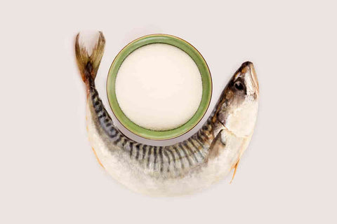 a fish curved around a green bowl filled with white collagen powder against a cream background.