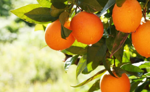 Oranges hanging from a tree