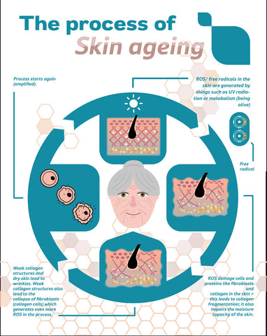 An infographic depicting the cycle of collagen decline in the skin as a result of oxidative damage, accelerated by positive feedback loops and external factors such as UV radiation.