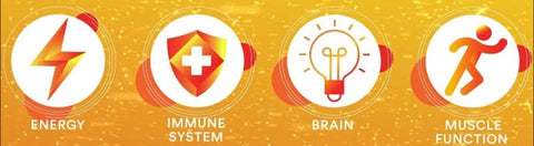 a banner with four different icons; one with a lightning bolt representing energy, the second with a shield and cross representing immunity. The third is a lightbulb, representing the brain, and the final is a runner figure, representing muscle function.