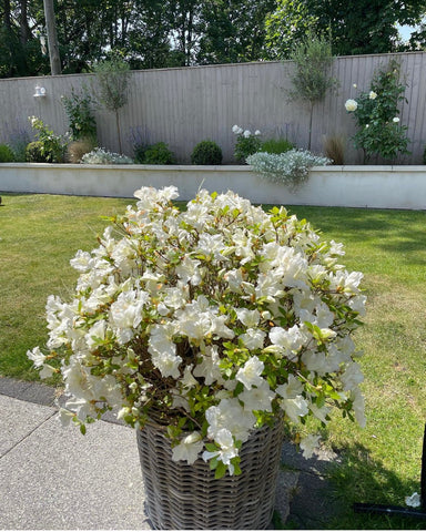 rattan planter with white flowers in garden 