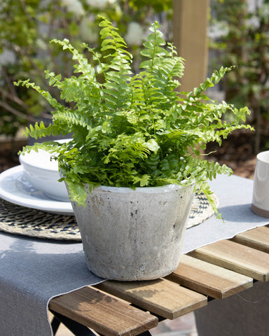 white terracotta plant pot 