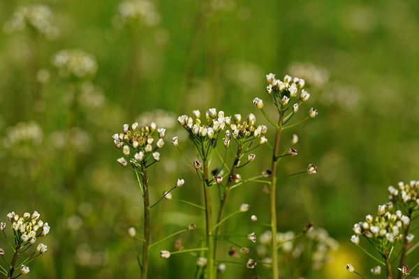 Discovering the Healing Power of Shepherd's Purse Herb