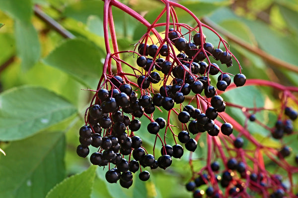 Elderberry - one of the most efficient immunostimulating herbs