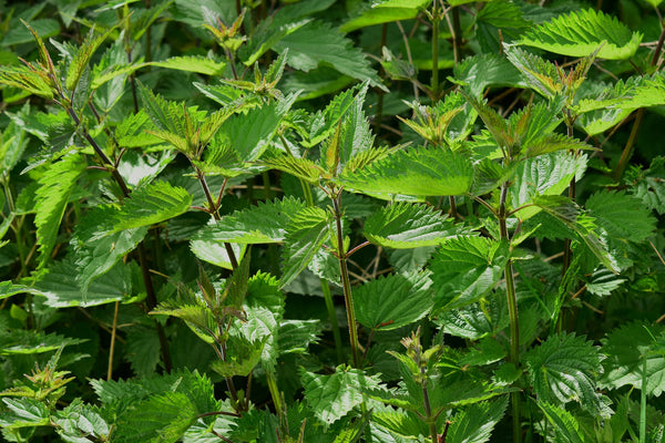 Stinging nettle - properties, benefits and how to use