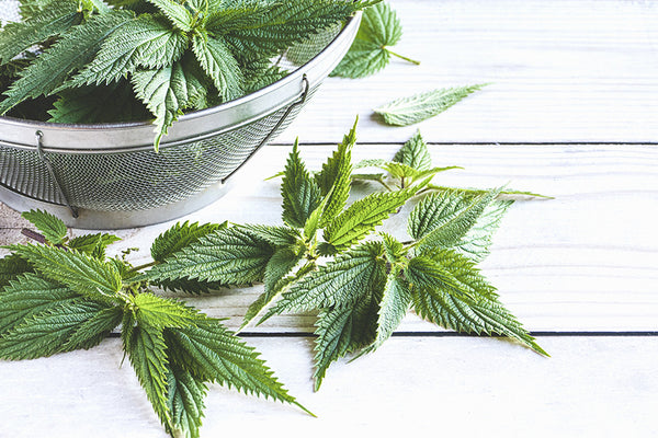 The Benefits of Drinking Nettle Tea