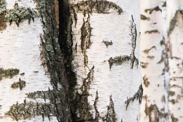 The Healing Properties of Aspen Bark: An Ancient Remedy