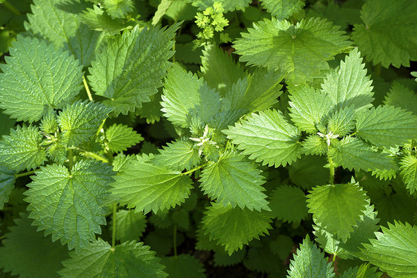 The Ultimate Guide to Nettle: Benefits, Uses, and Recipes