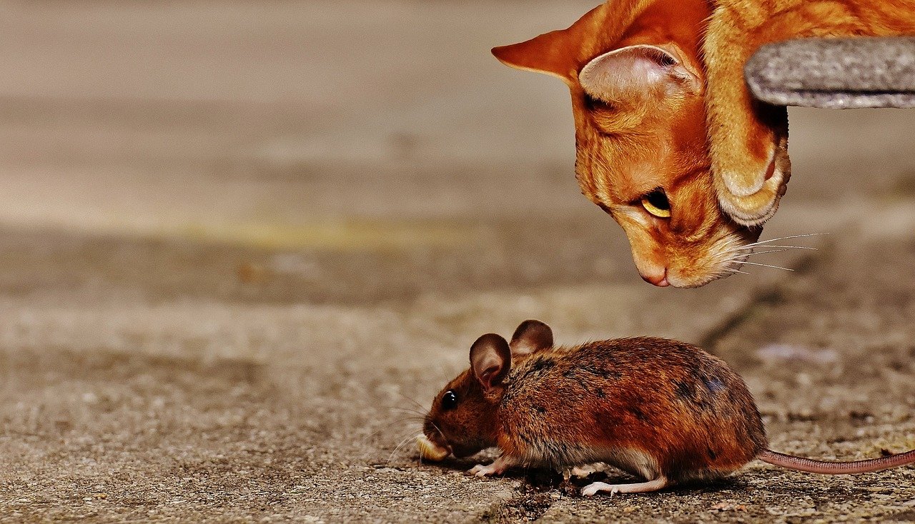 Cat and rodent