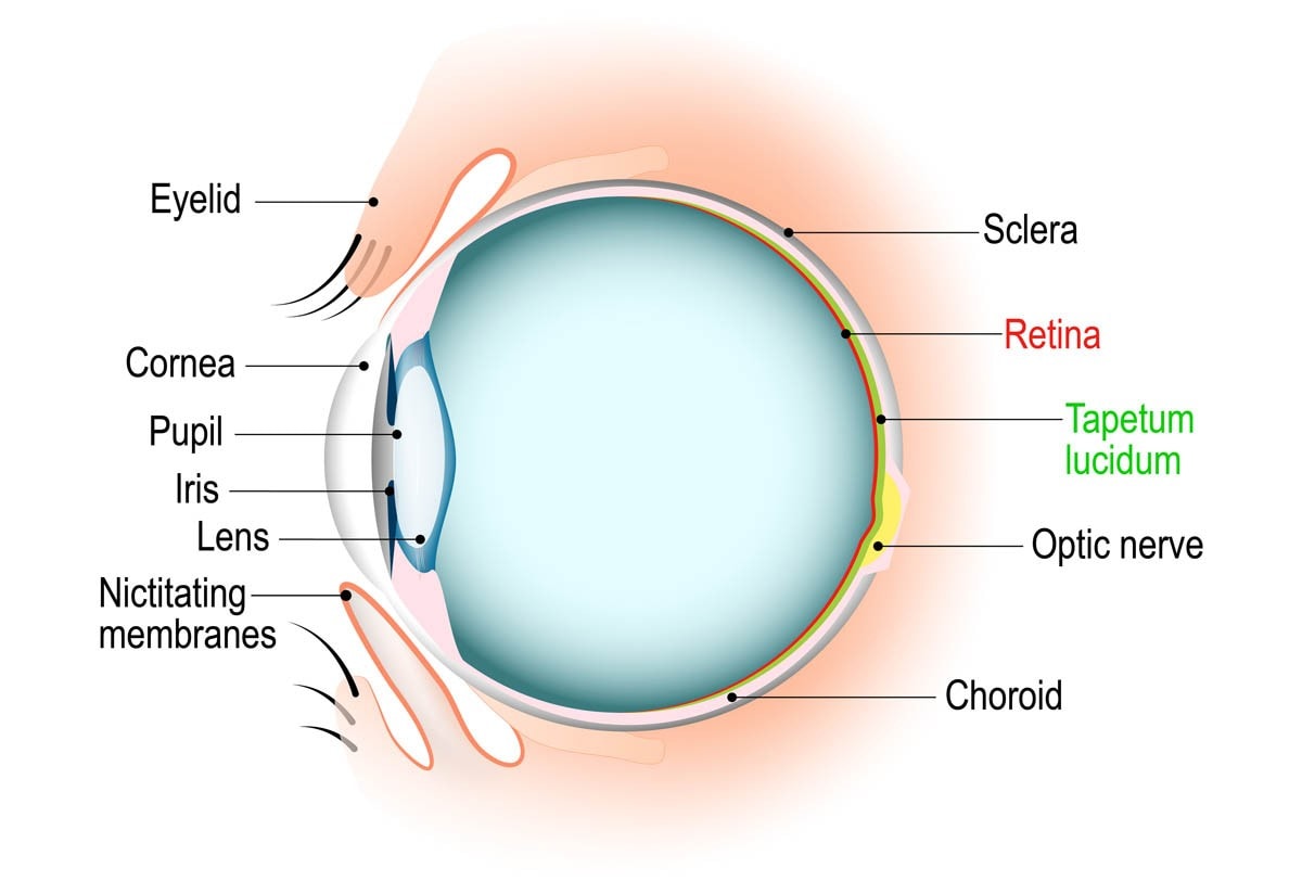 Can A Cat's Eyes Change Color? Find Out More