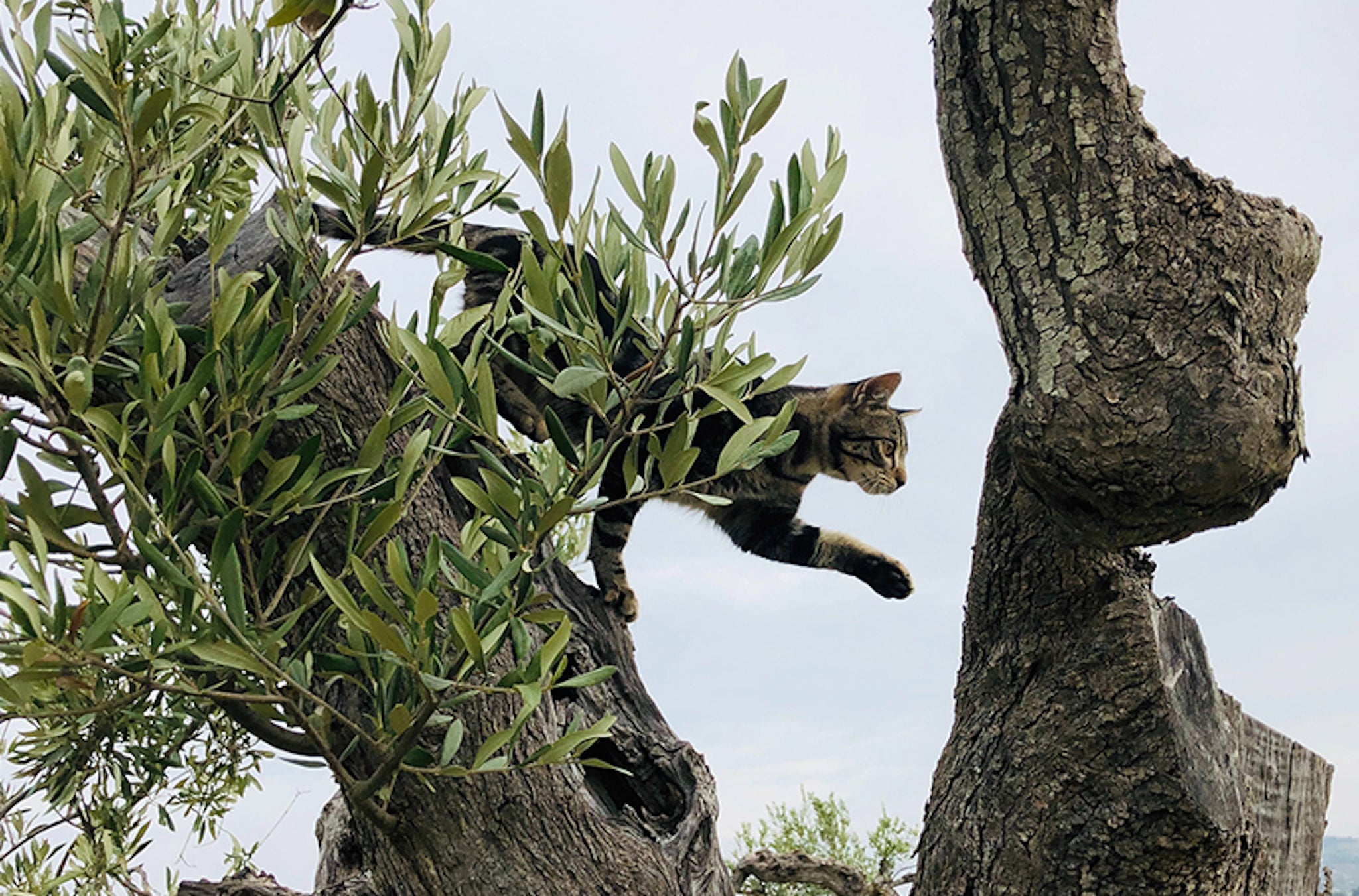 cat in olive tree