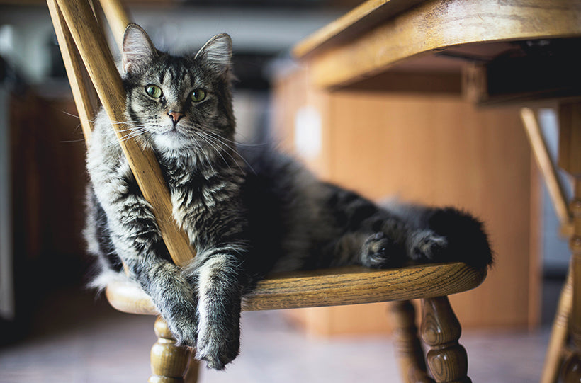 cat sitting in chair