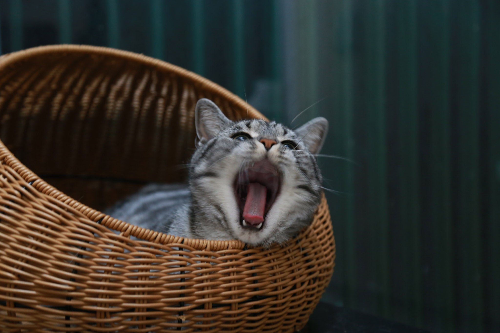 wicker pet bed