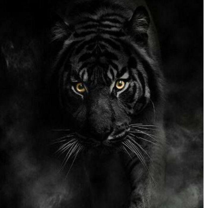 Modèle Affiche Tigre Noir Et Blanc