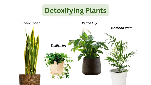 Detoxifying Plants