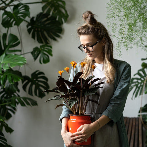 plantas e flores para sala em 2023