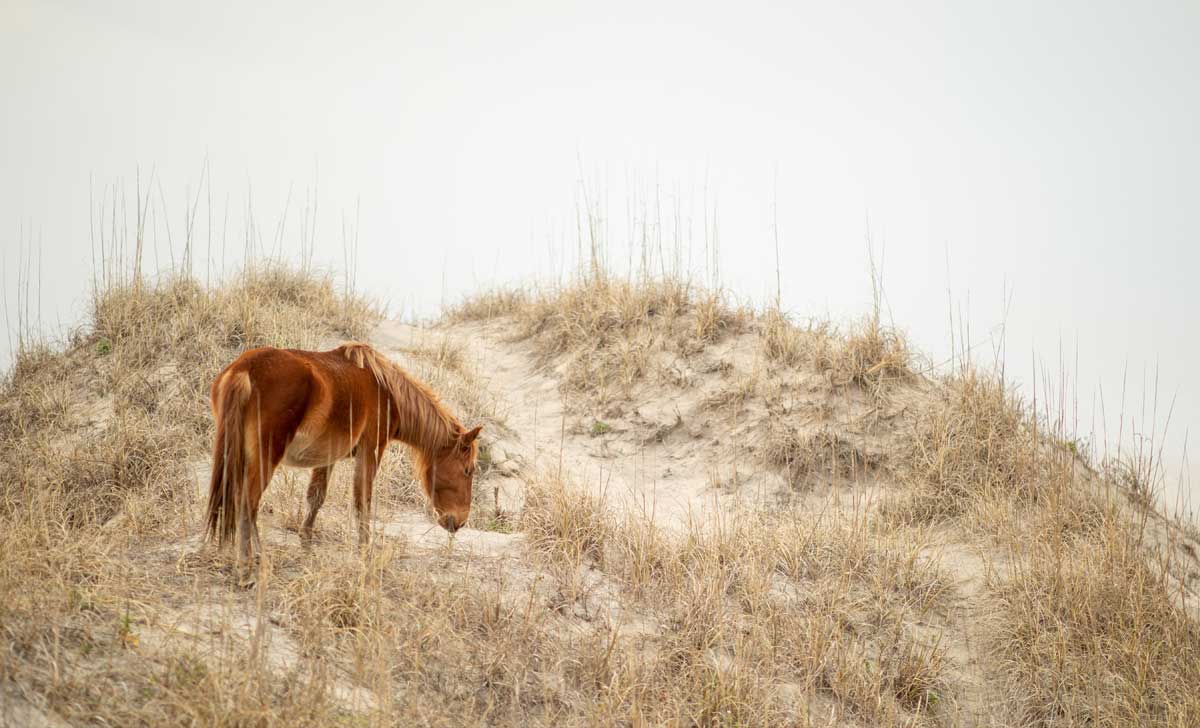 Corolla Wild Horse Grazing Outer Banks of North Carolina