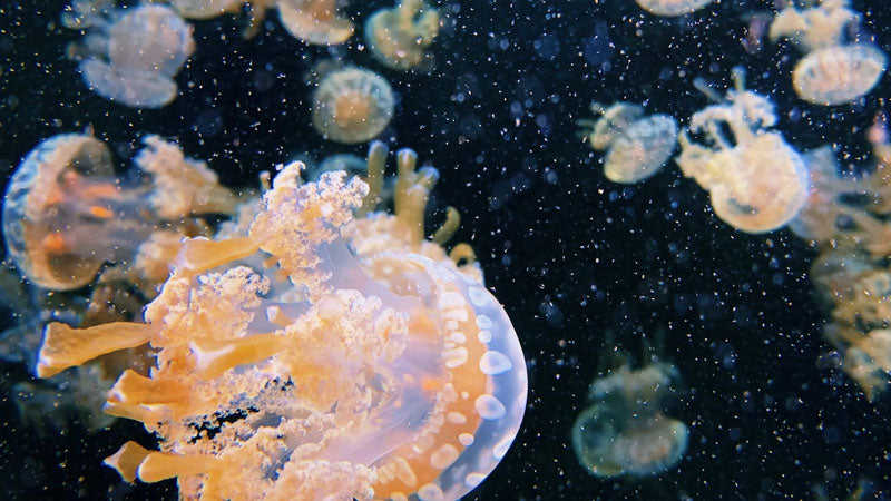 jellyfish floating in the ocean water
