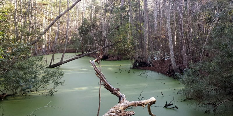 Nags Head Woods Ecological Preserve in Kill Devil Hills, NC