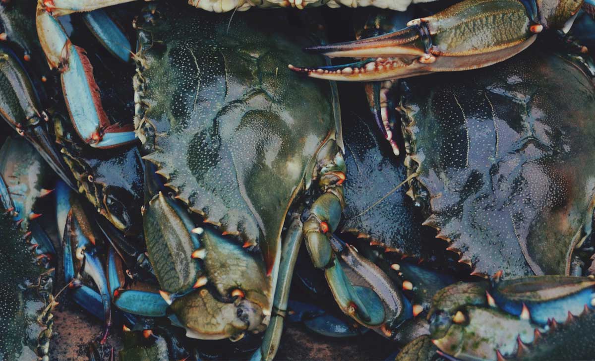 Soft Shell Blue Crabs in a basket