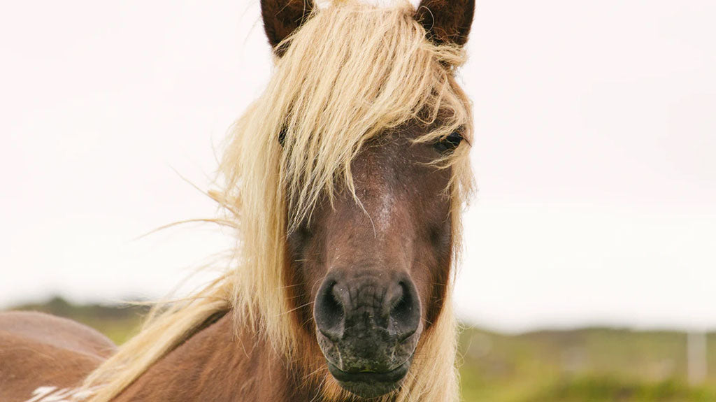 Wild Horse Corolla North Carolina Outer Banks