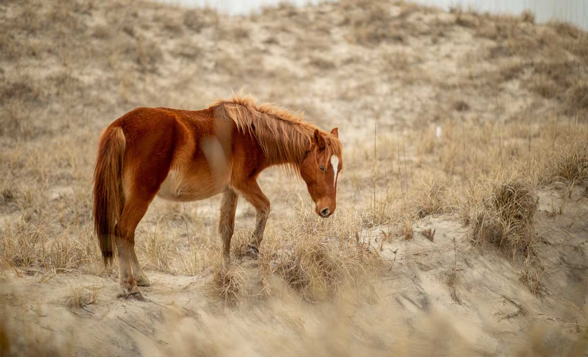 wild horse grazing sand dunes in corolla north carolina