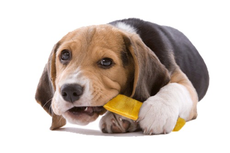 how-to-choose-the-best-dog-chews