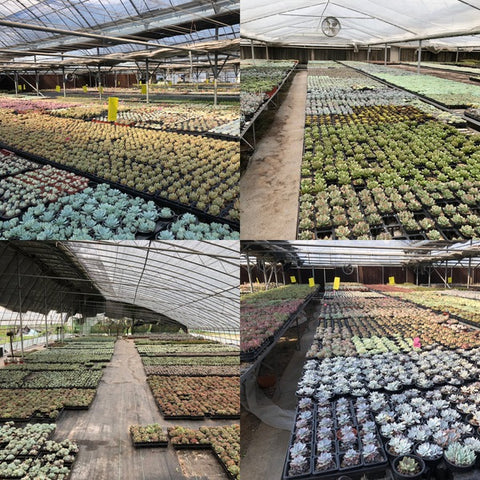 aPlanter Nurseries