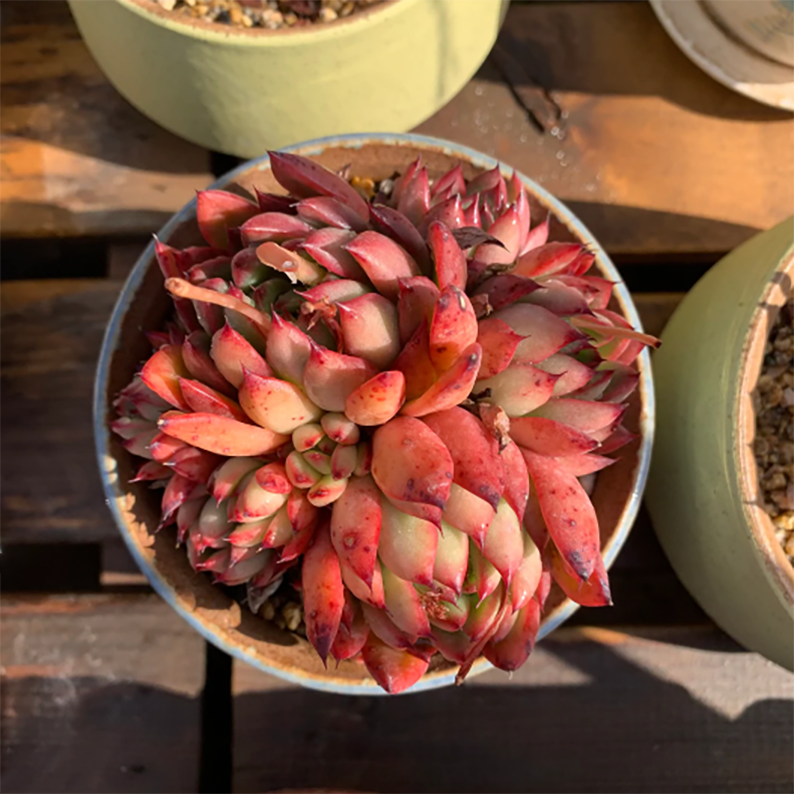 Echeveria Agavoides Lady's Finger – aplanter