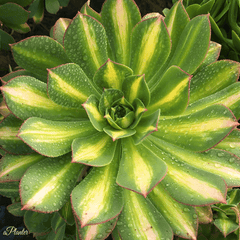 Aeonium Moon Glow