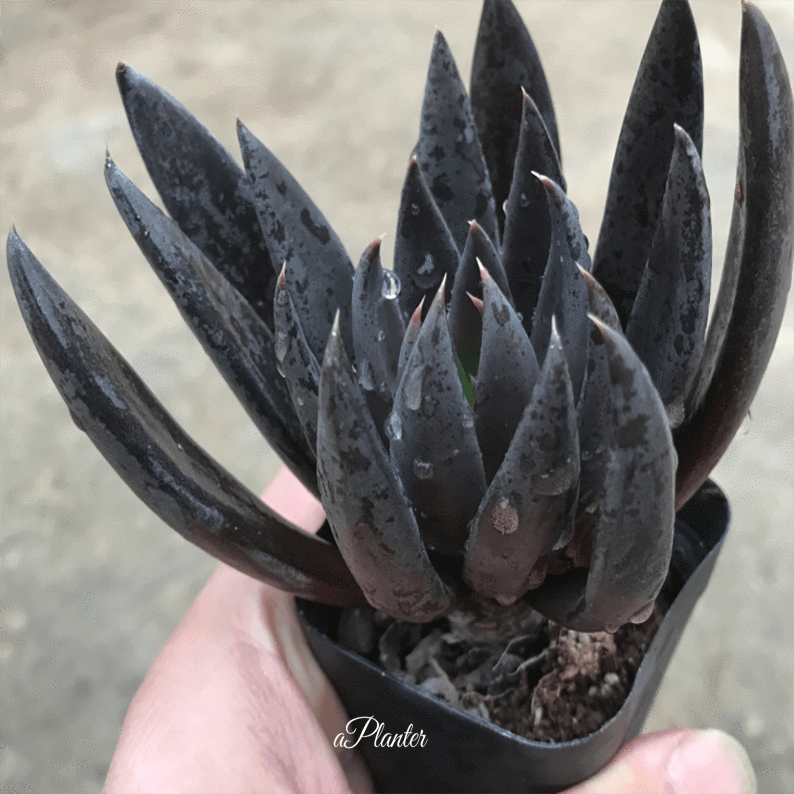 Echeveria Black Knight – aplanter