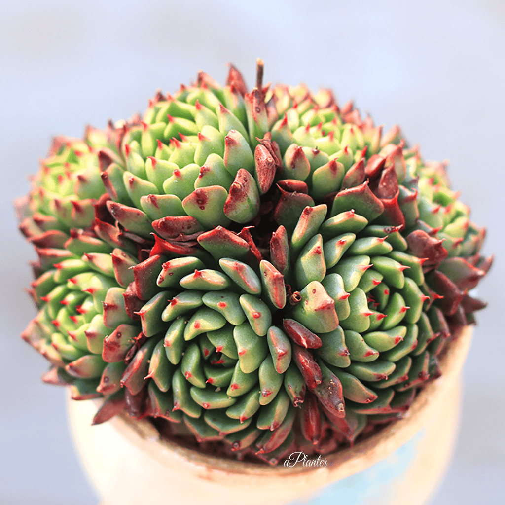 Echeveria Minima Cv Miniouhikou – aplanter