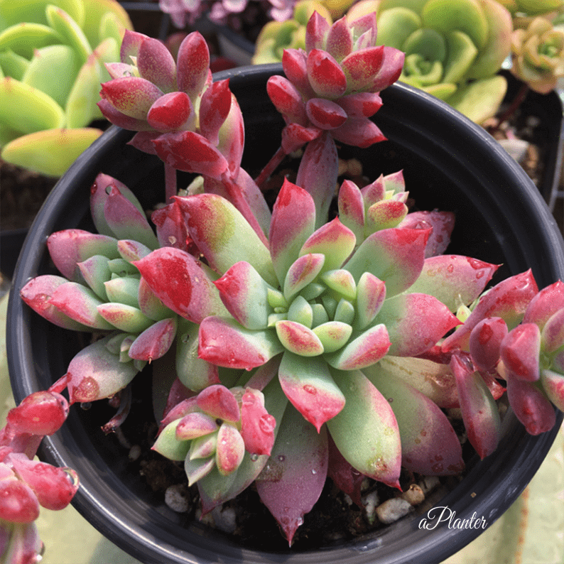 Graptopetalum Macdougallii Alexander – aplanter