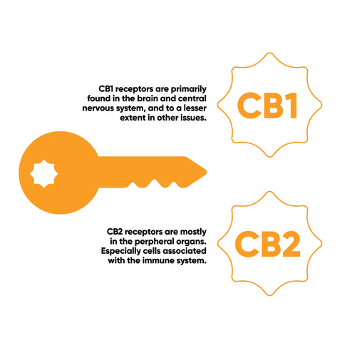 CB1 and CB2 Receptors. CBD CBDayz