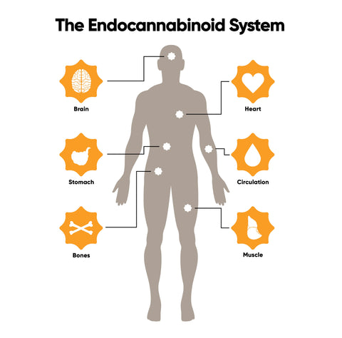 CBD and the endocannabinoid system