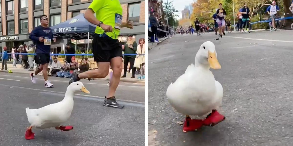 Duck running NYC marathon