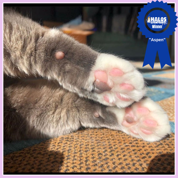 Aspen... our new weekly feature winner of the Fuzzy Paws & Toe Beans photo contest in May 2020