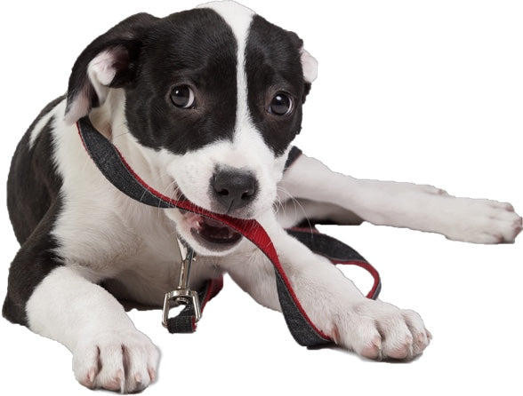 a mixed breed dog holding a leash.