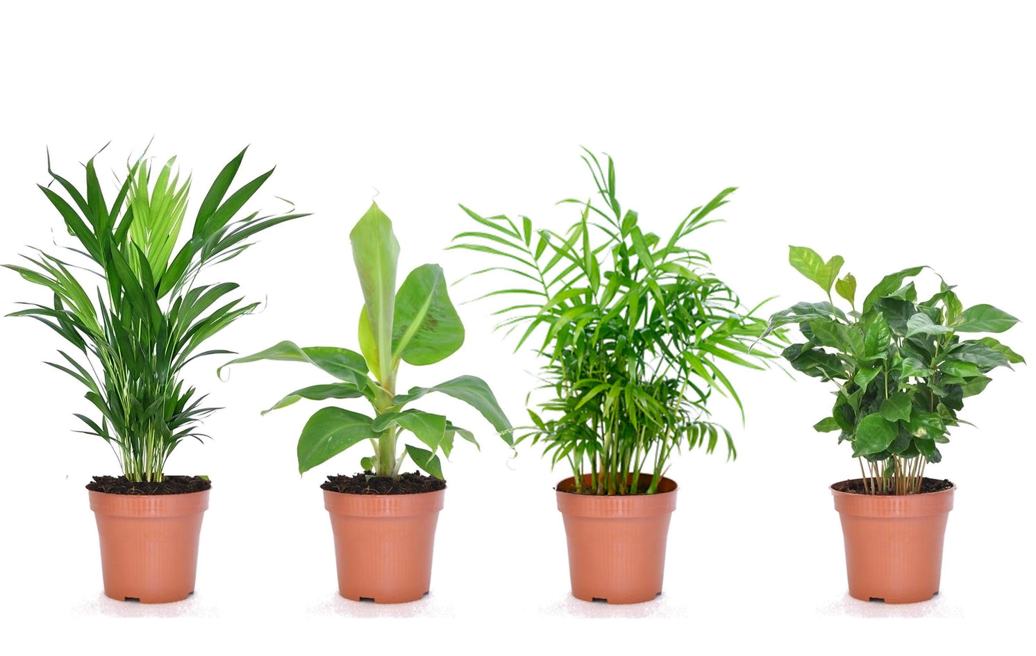 Gehakt het spoor Voorschrijven Perfect Plant - Mix van 4 Trendy kamerplanten - NADUVI