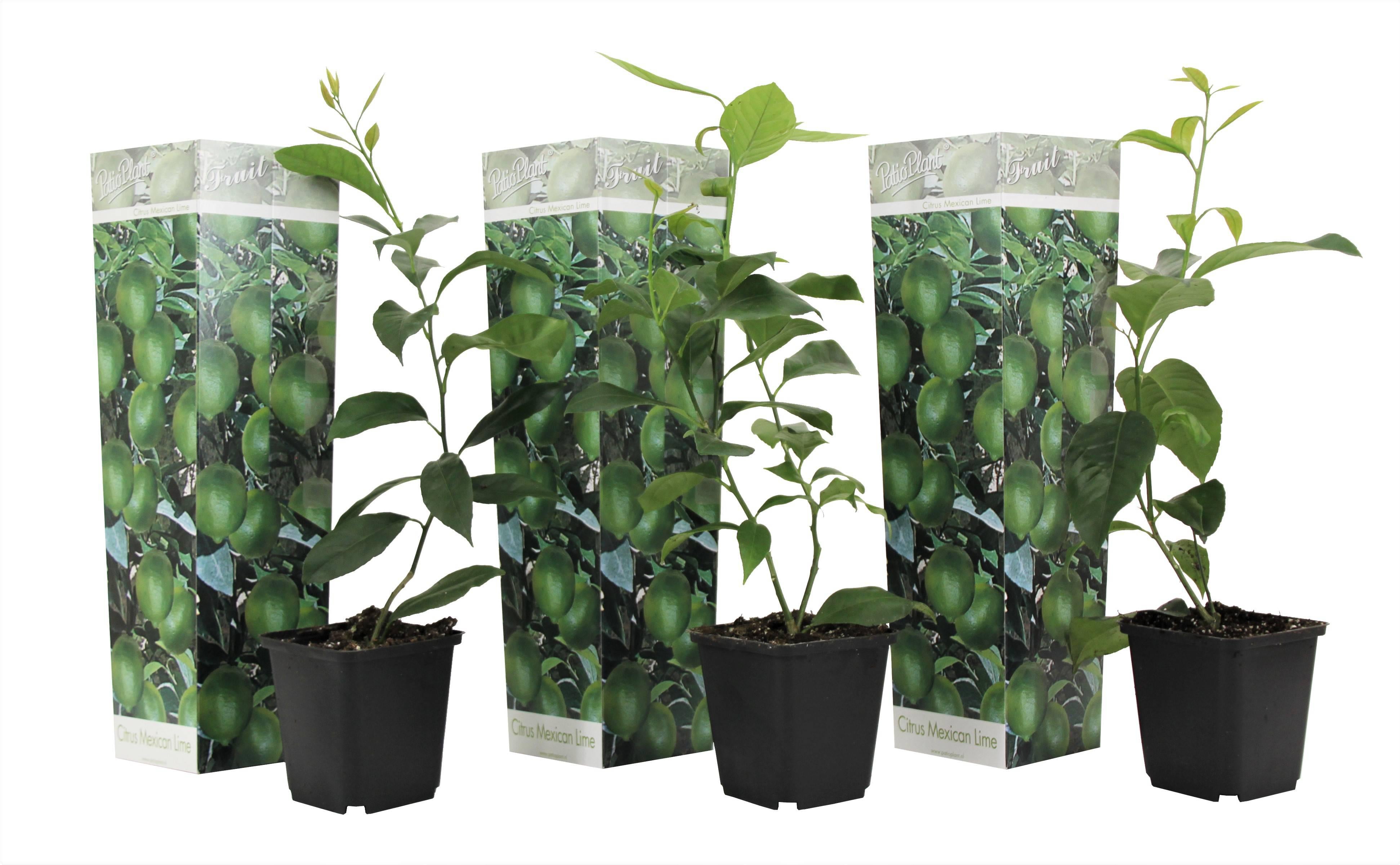 Toeval lijst straf Perfect Plant - Set van 3 Citrus Limoen planten citrus aurantifolia lime -  NADUVI