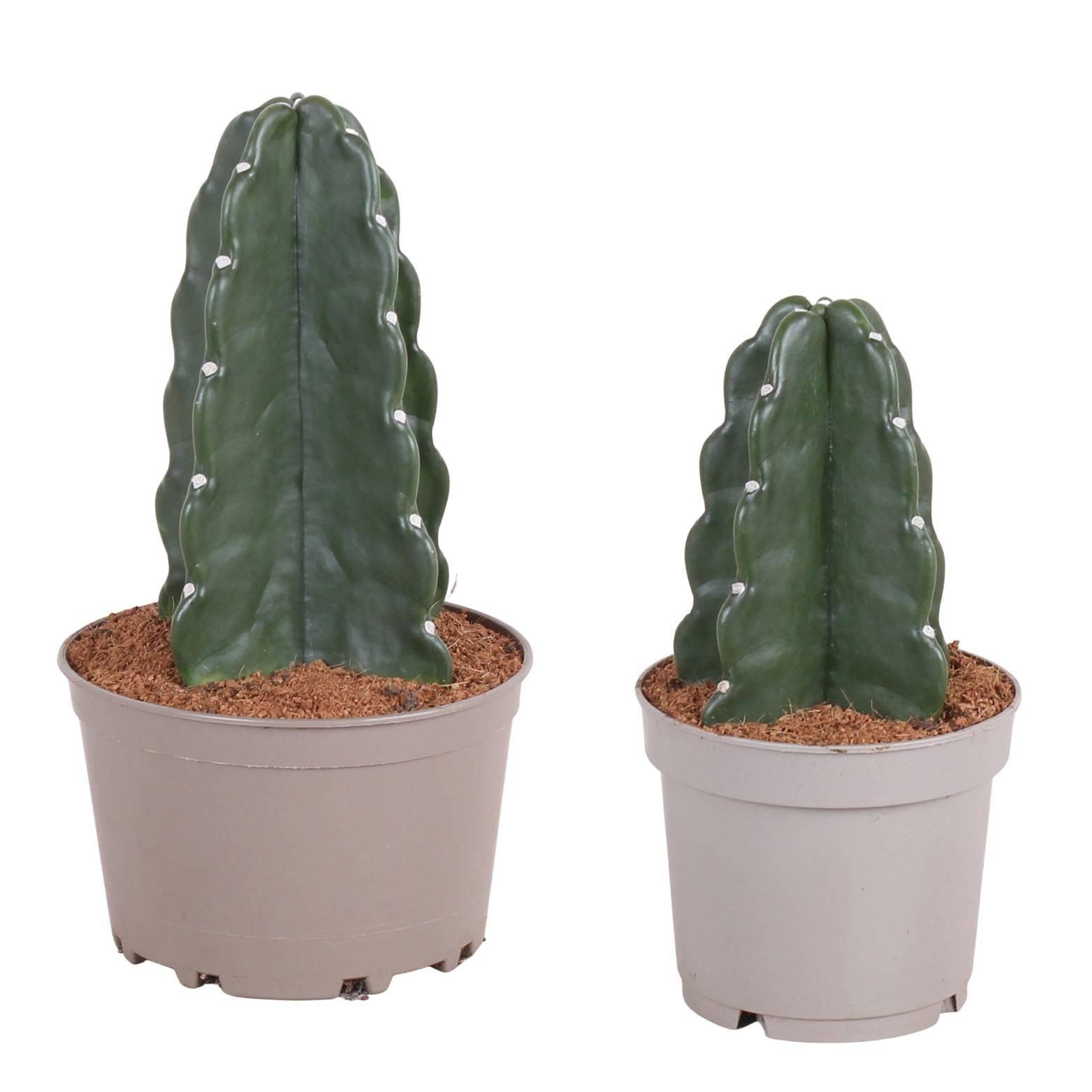 Plant in a Box Set van 2 Cactus Cuddly - NADUVI