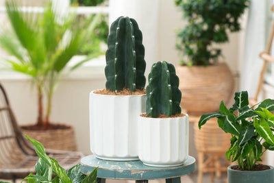 Plant in a Box Set van 2 Cactus Cuddly - NADUVI