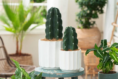 Wardianzaak Dicteren Leraren dag Plant in a Box - Set van 2 Cactus Cuddly - NADUVI