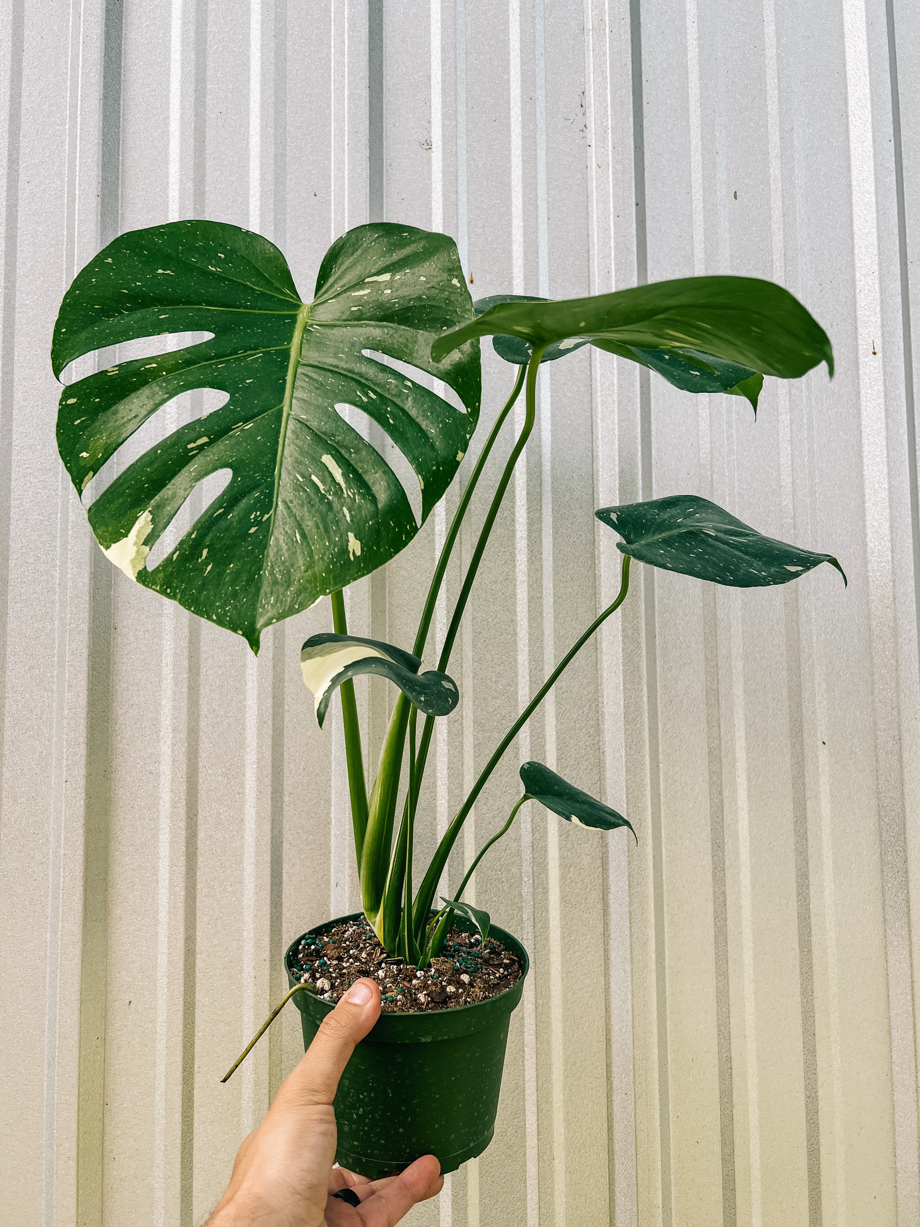 Monstera deliciosa 'Thaï Constellation' - La Plante d'Intérieur