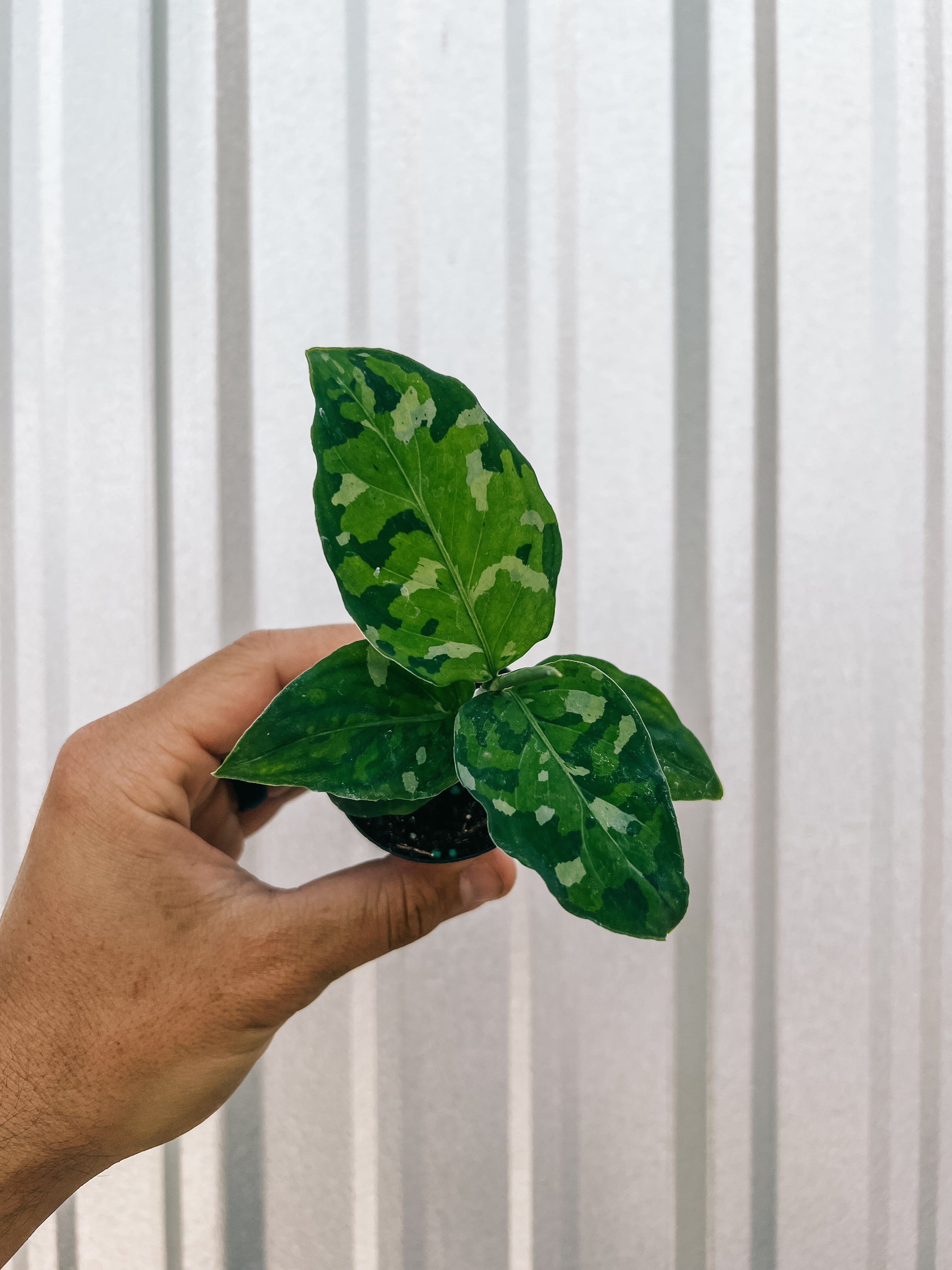 2" Aglaonema 'Pictum Tricolor'