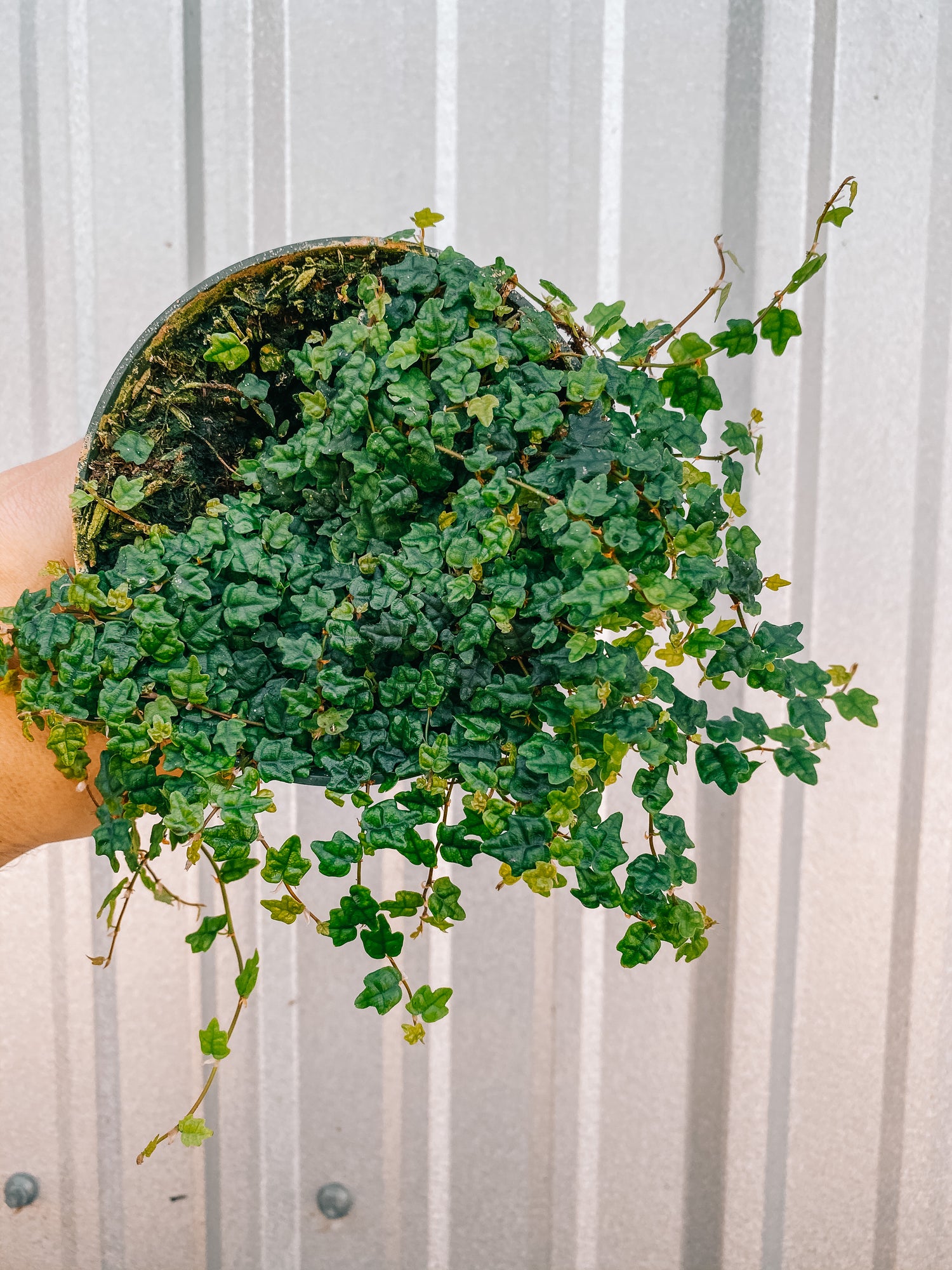 String Of Frogs Plant