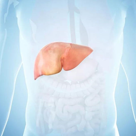 Fatty liver Image