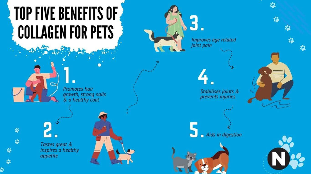 pet collagen supplement infographic