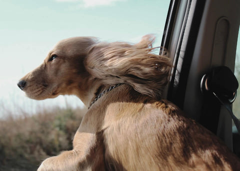Never operate a vehicle with your dog unrestrained.