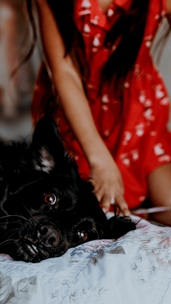Why do people dislike when women call themselves dog moms? Image Description: A large black dog looks confusingly at the camera while laying on a bed while his female owner sits next to him with a laptop.